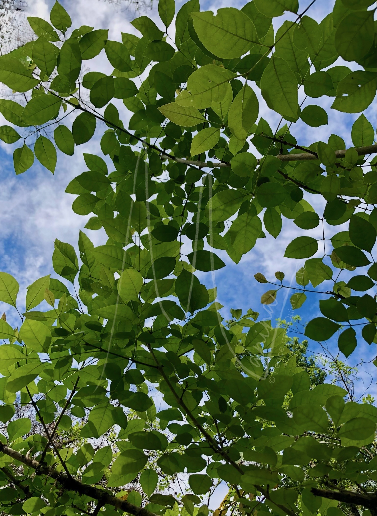 A canopy above